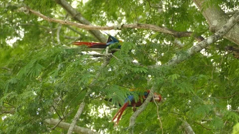 Beautifully colored Macaw parrots in red blue and yellow moving in a tree Stock-Footage 95603473