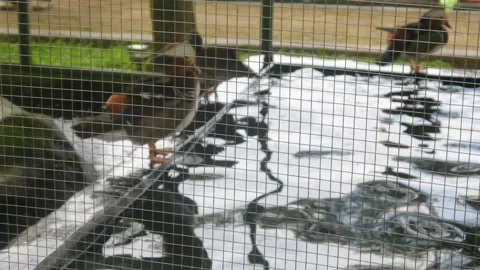 Beautifully colored Mandarin ducks Stock Footage 315189977