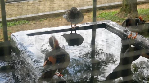 Beautifully colored Mandarin ducks Stock Footage 315189996
