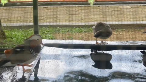Beautifully colored Mandarin ducks Stock Footage 315190000
