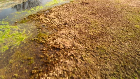 Beautifully colored marsh. Stock Footage 89987347