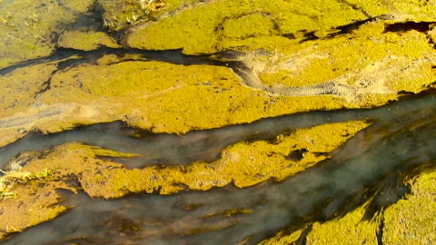 Beautifully colored marsh. Stock Footage 89987898