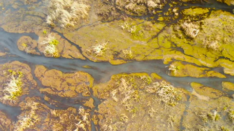 Beautifully colored marsh. Stock Footage 89988531