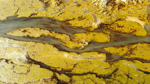 Beautifully colored marsh. Stock Footage 90004983