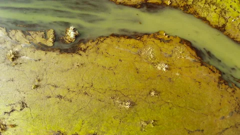 Beautifully colored marsh. Stock Footage 90008227