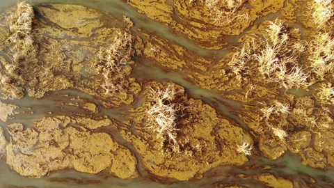 Beautifully colored marsh. Stock Footage 90011514
