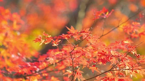 Beautifully colored, red maple leaves in autumn sky Stock Footage 202164648