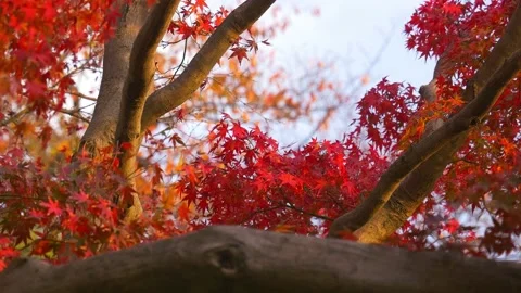 Beautifully colored, red maple leaves in autumn sky Stock Footage 210370863
