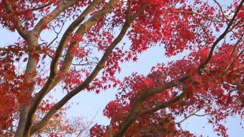 Beautifully colored, red maple leaves in autumn sky Stock Footage 210382428