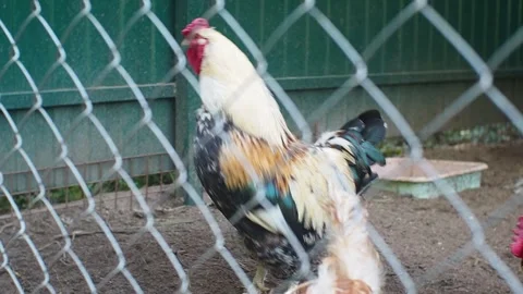 A beautifully colored rooster flaps his wings behind bars Stock Footage 270090447