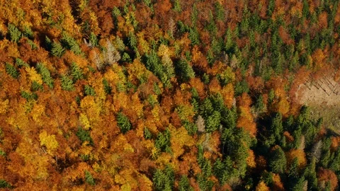 Beautifully colored trees in red and orange and green colors in the mountains of Stock Footage 118350264