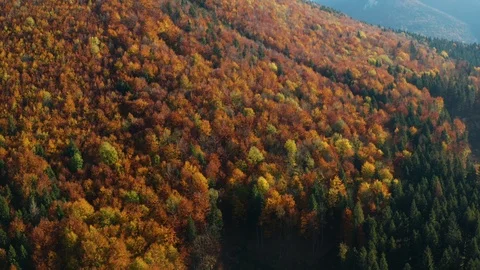 Beautifully colored trees in red and orange colors in the mountains of aerial fo Stock Footage 118350816