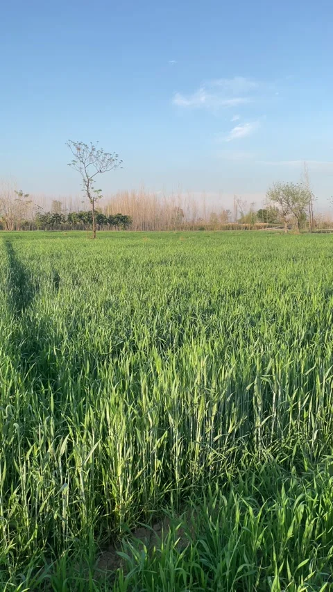 Beautifully covered in green vegetation. Stock Footage 304437740