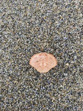 Beautifully Designed Empty Crab Shell Against the Sand Stock Photos