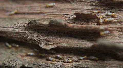 Beautifully Designed Termite Wood Stock-Footage 48642149
