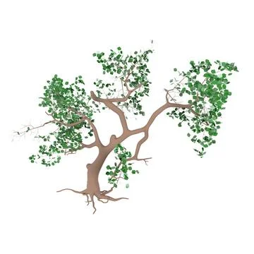 Beautifully detailed 3D rendering of a tree with lush green leaves Stock Photos