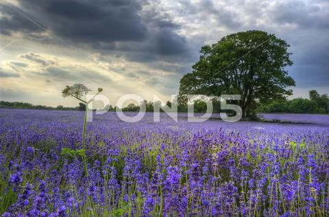 Beautifully detailed and vibrant lavender field landscape at sunset Stock Photos