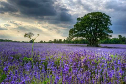 Beautifully detailed and vibrant lavender field landscape at sunset Stock Photos