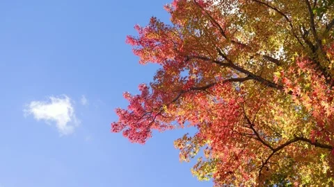 Beautifully dyed maple trees in red, a typical autumnal scene Stock Footage 324562200