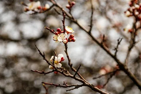 Beautifully flowering cherry branches on which the bees sit Stock Photos