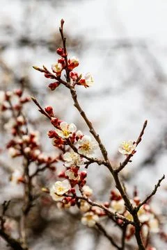 Beautifully flowering cherry branches on which the bees sit Stock Photos