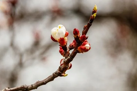 Beautifully flowering cherry branches on which the bees sit Stock Photos