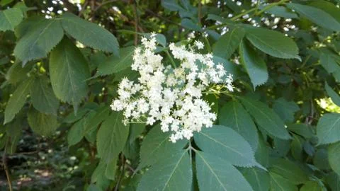 Beautifully flowering tree. Stock Photos