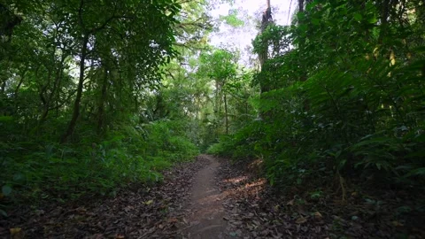 Beautifully pathway meanders through lush and vibrant greenery Stock Footage 281870081