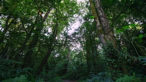 Beautifully pathway meanders through lush and vibrant greenery Stock Footage 282235409