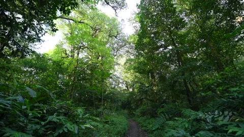 Beautifully pathway meanders through lush and vibrant greenery Stock Footage 282427966