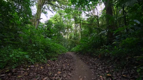 Beautifully pathway meanders through lush and vibrant greenery Stock Footage 291719042