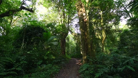 Beautifully pathway meanders through lush and vibrant greenery Stock Footage 291719118