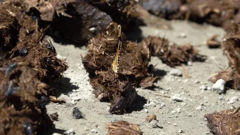 Beautifully patterned butterfly sits with countless buzzing flies on cow Stock Footage 249520351