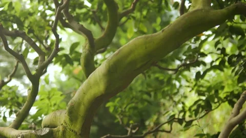 A beautifully serene view featuring sunlight gently filtering through the Stock Footage 295111044