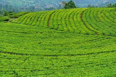Beautifully shaped tea fields in the hills Stock Photos