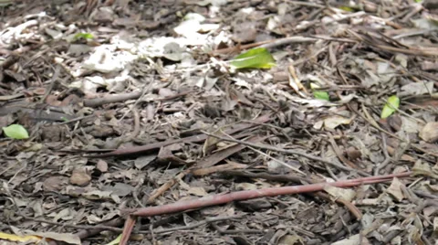 Beautifully sleeping kangaroo Stock Footage 36747900