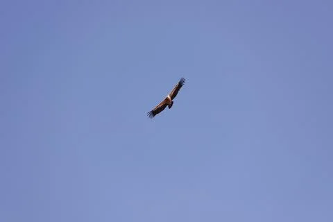 Beautifully soaring eagle in the blue sky. Stock Photos