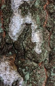 Beautifully structured, colourful birch bark covered with moss Stock Photos
