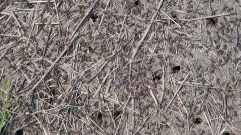 A beautifully textured ground featuring Ants various natural elements that enhan Stock Footage 312744693