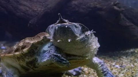 A beautifully unique turtle, Mata Mata underwater - slow motion Stock Footage 124402274