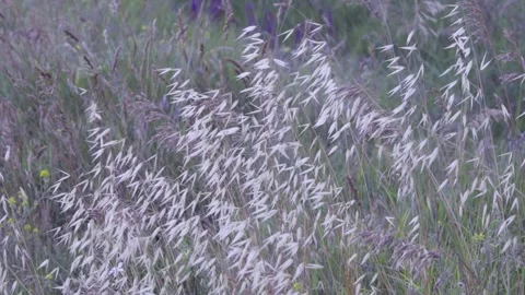 Beautifully waving white grasses Stock Footage 308005403