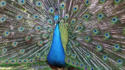 Beautify Peacock displaying Video stock 74770803