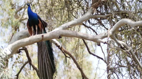 Beautify Peacock Stock Footage 54076395