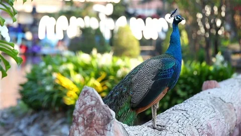 Beautify Peacock on timber Stock Footage 77330480