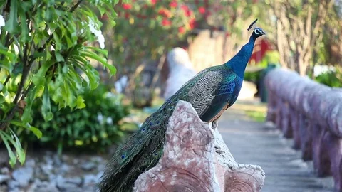 Beautify Peacock on timber Stock Footage 77330512
