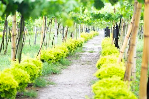 Beautify Vineyard Path Stock Photos