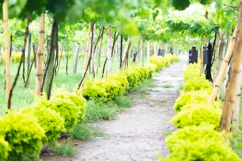 Beautify Vineyard Path Stock Photos