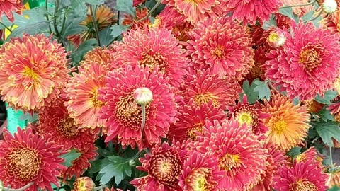 Beauty of Aster Stock Footage 126054667