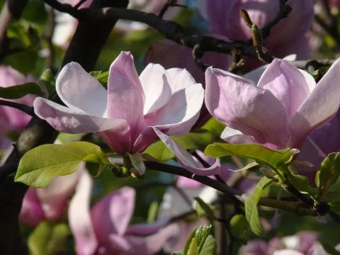 Beauty of blooming magnolias Stock Photos