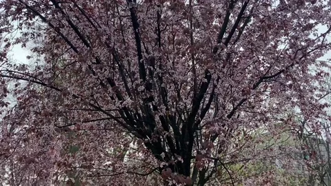 Beauty of blooming trees. Stock Footage 237586715